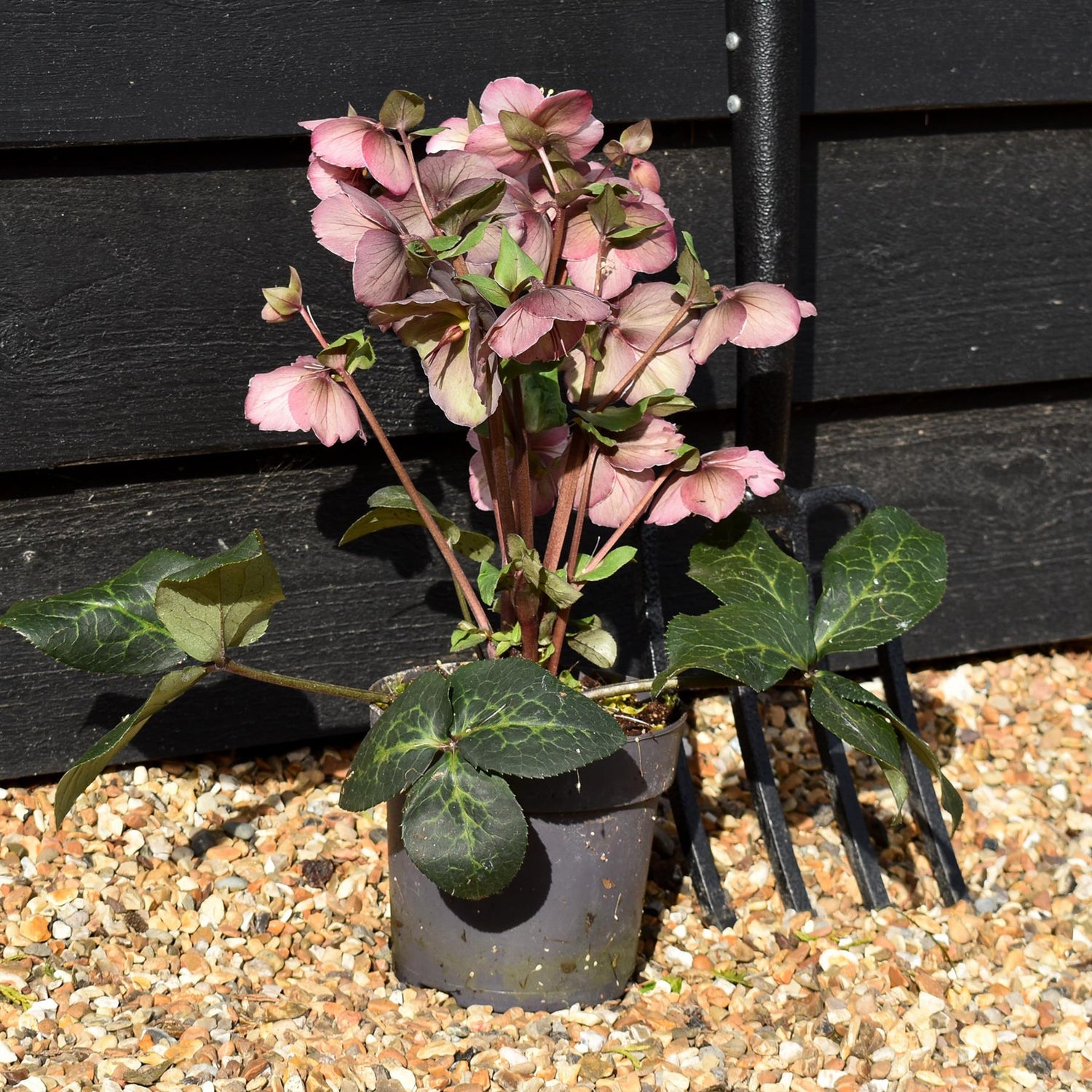 Helleborus 'Rhythm Pink' - Evergreen Perennial - Height 40-50cm - 2lt