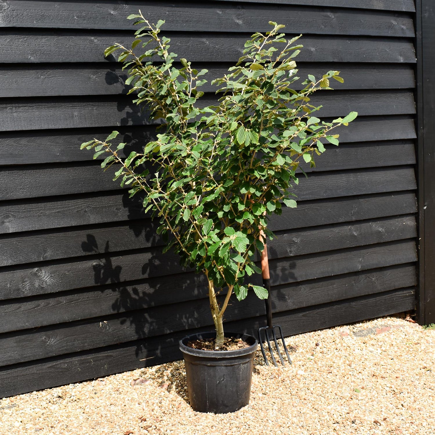 Hamamelis x intermedia 'Arnold Promise' | Witch hazel - Height 130-160cm - 25lt
