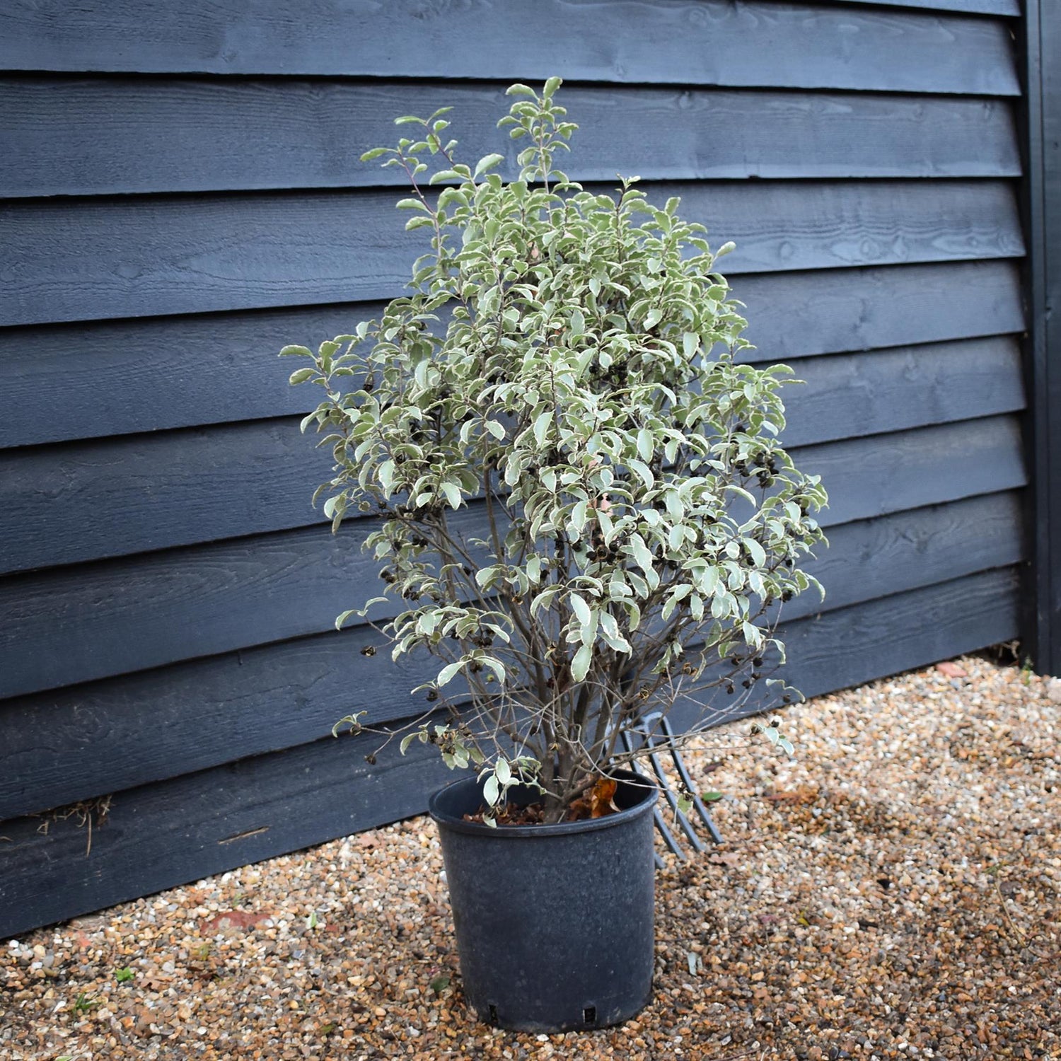 Pittosporum 'Silver Queen' -  90-100cm 12lt