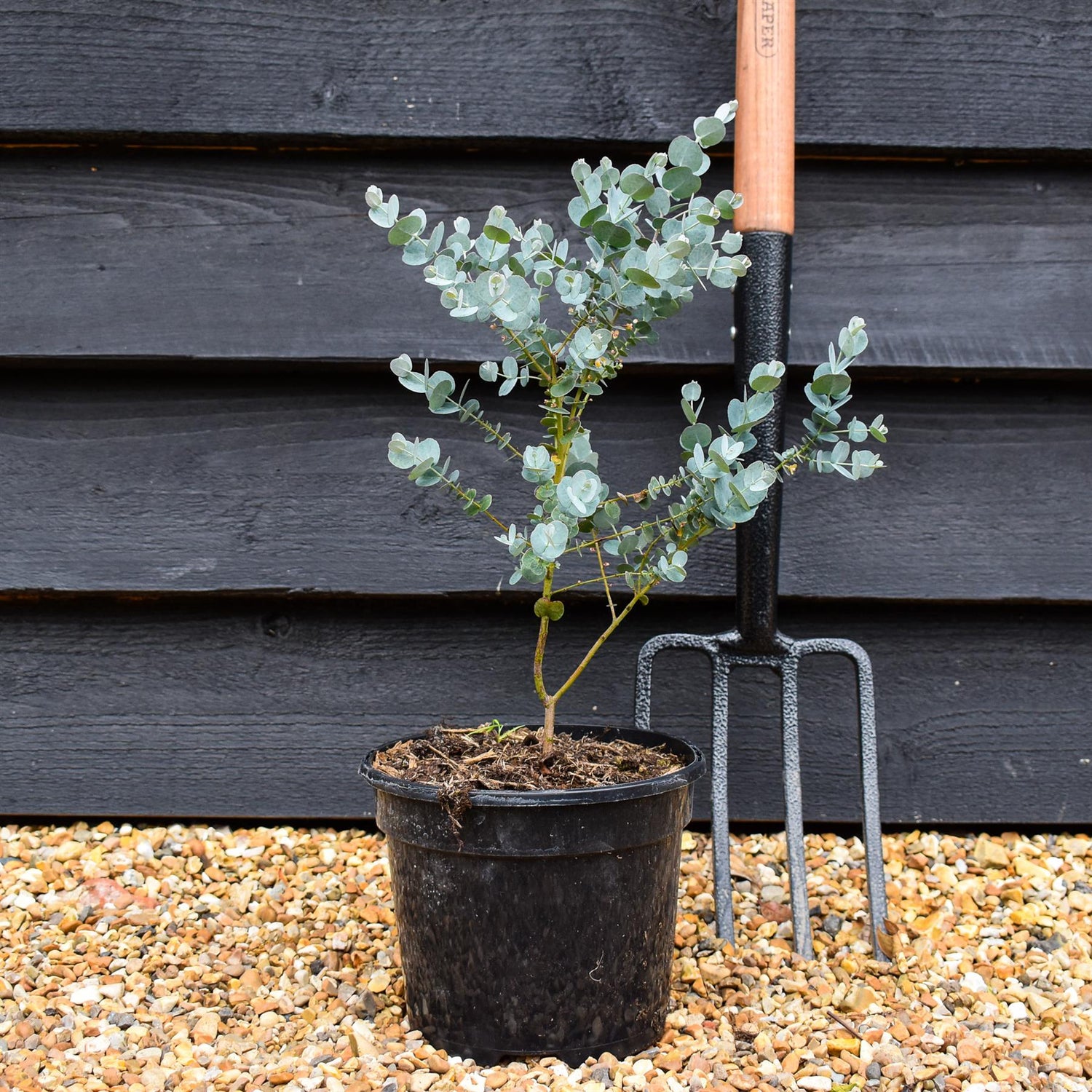 Eucalyptus gunnii 'Azura' - Height 35-45cm - Bushy - 3lt