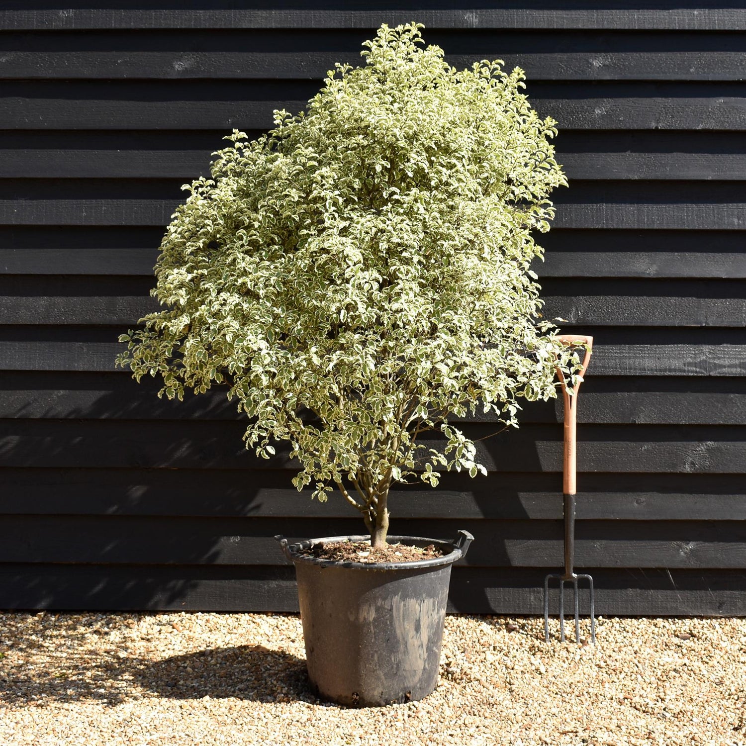 Pittosporum 'Silver Queen' - Height 140-150cm - 50lt