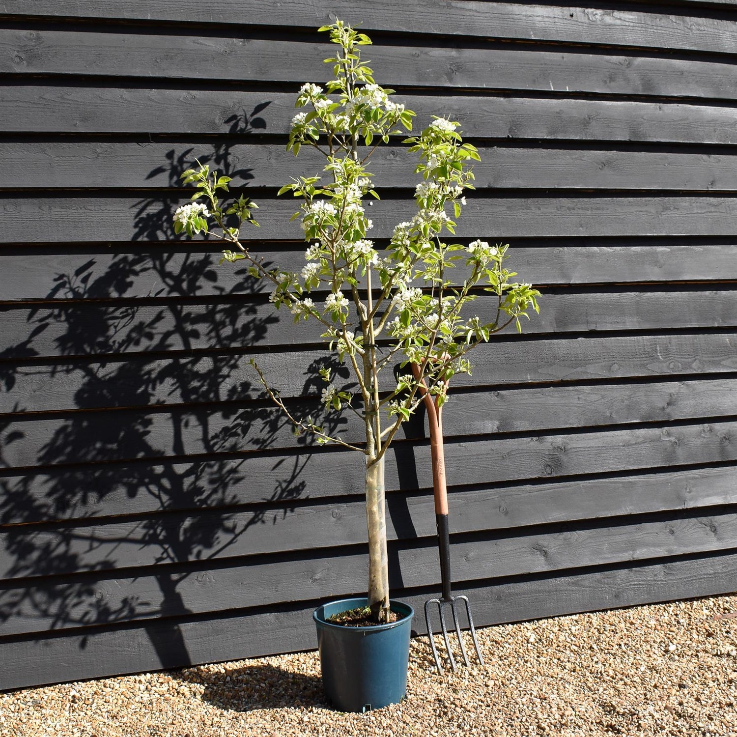 Pear 'Doyenne du Comice' | Pyrus communis  - 150-180cm - 12lt