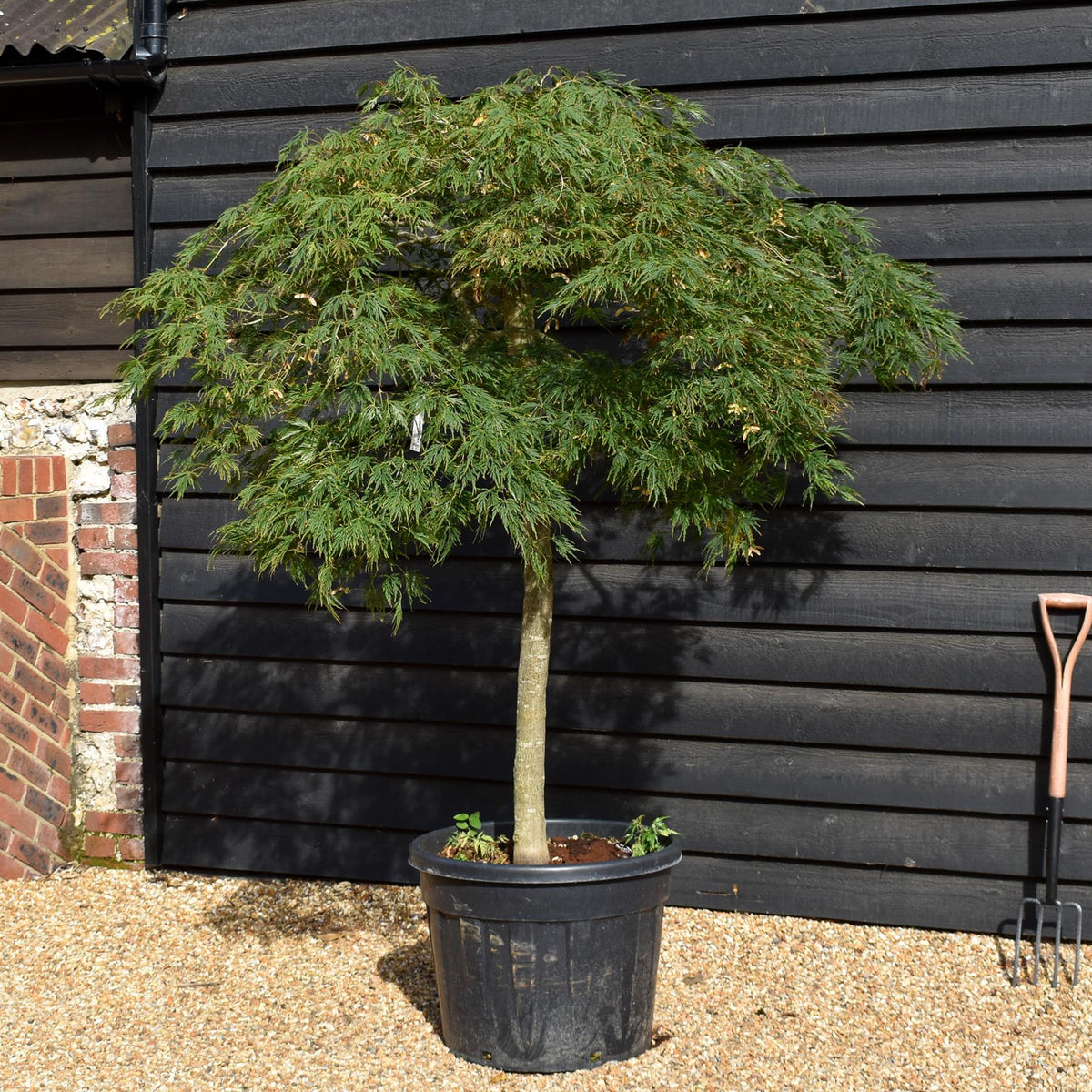 Acer palmatum dissectum | laceleaf Japanese maple -  Clear Stem 110cm - Height 140-150cm - 90lt