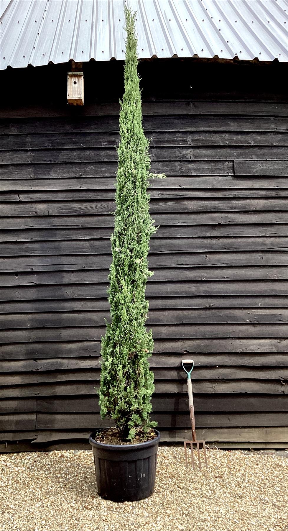Cupressus Sempervirens | Italian cypress - 350cm, 90lt