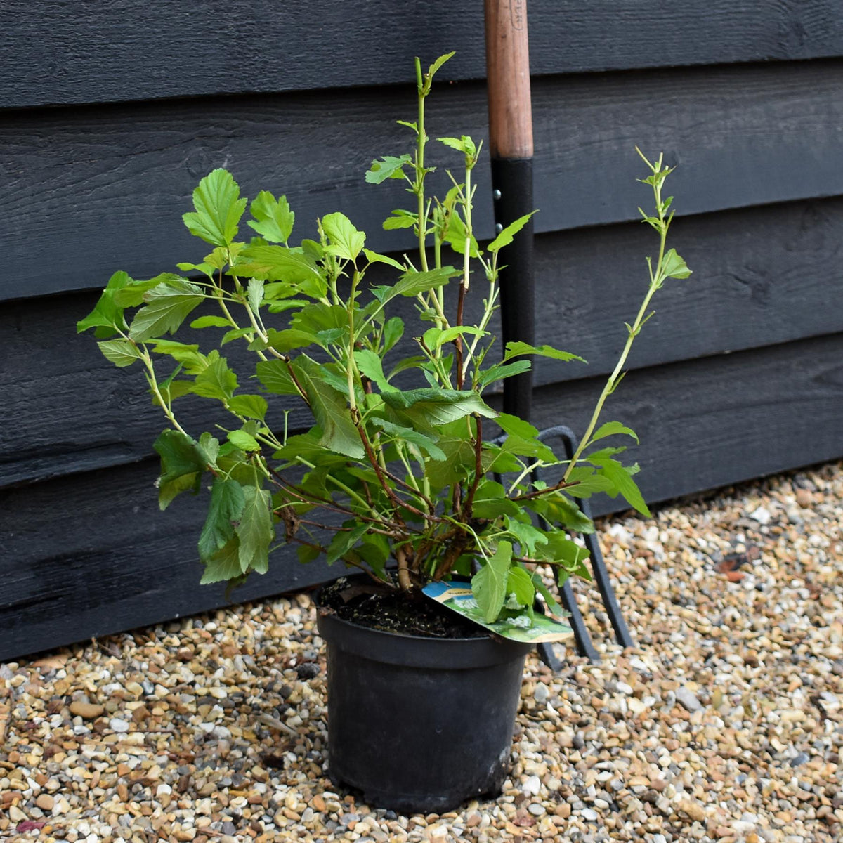 Physocarpus opulifolius 'Dart's Gold' - Shrub - Height 15-25cm - 2lt
