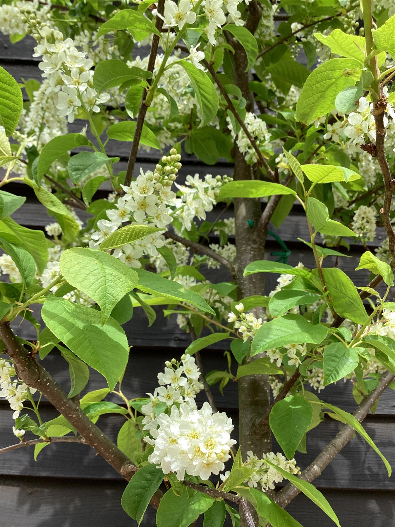Prunus Padus | Bird Cherry - Girth 12-14 cm - 240-260cm - 45lt