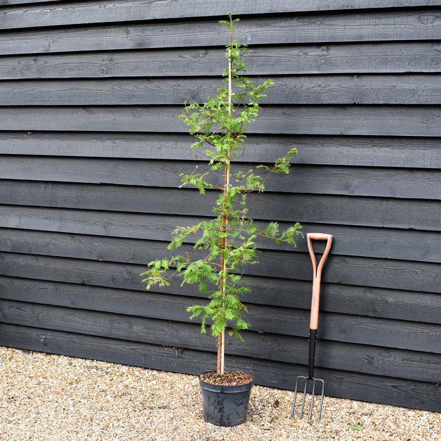 Metasequoia glyptostroboides | Dawn Redwood - Feathered - Height 175-200cm - 10lt