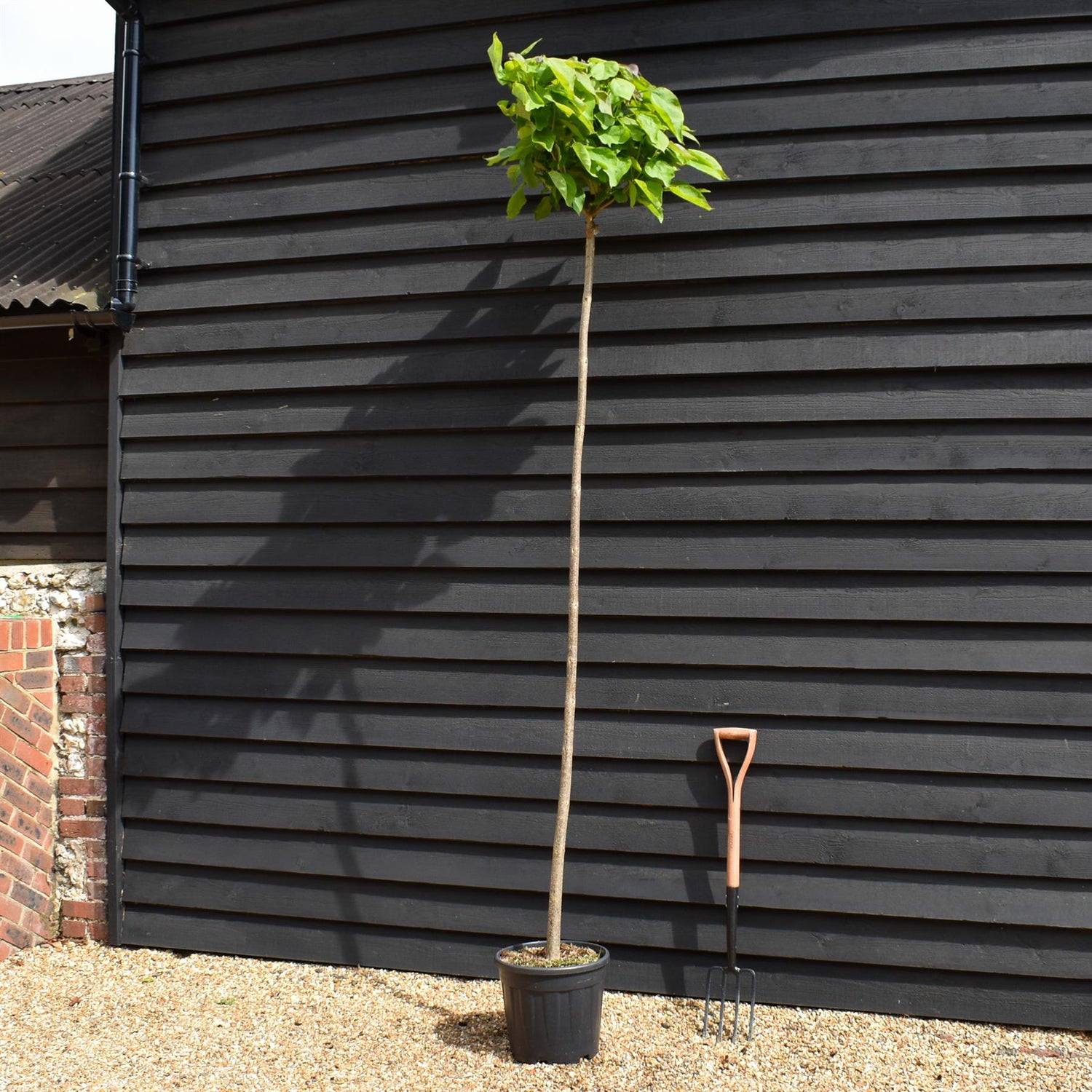 Indian bean tree | Catalpa Bungei  - Girth 8-10cm - Clear Stem 200cm - Top Graft - Height 265-285cm - 20lt
