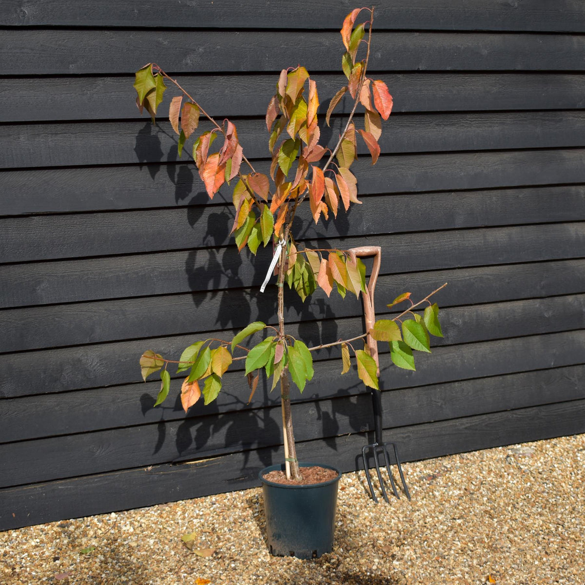 Cherry 'Stella' on Gisela | Prunus avium - Dwarfing - Height 130-160cm - 12lt
