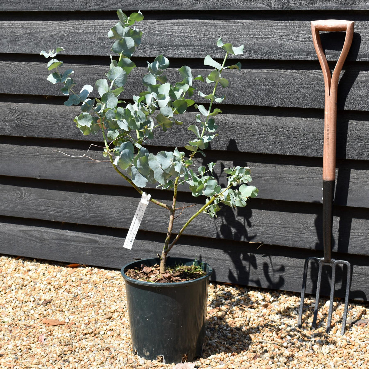 Eucalyptus cinerea - Bushy - Height 70-90cm - 12lt