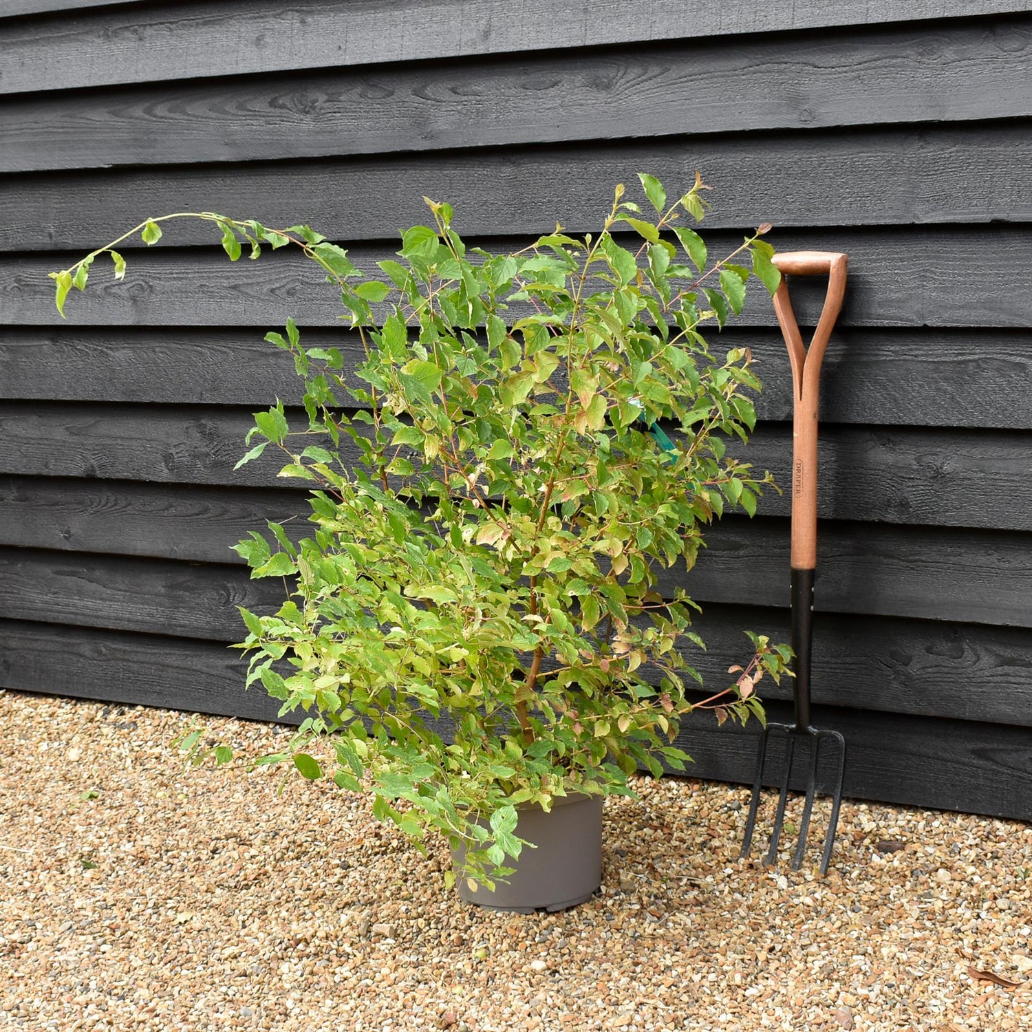 Cornus alba 'Midwinter Fire' | White dogwood 'Midwinter Fire' - Height 80cm - 10lt