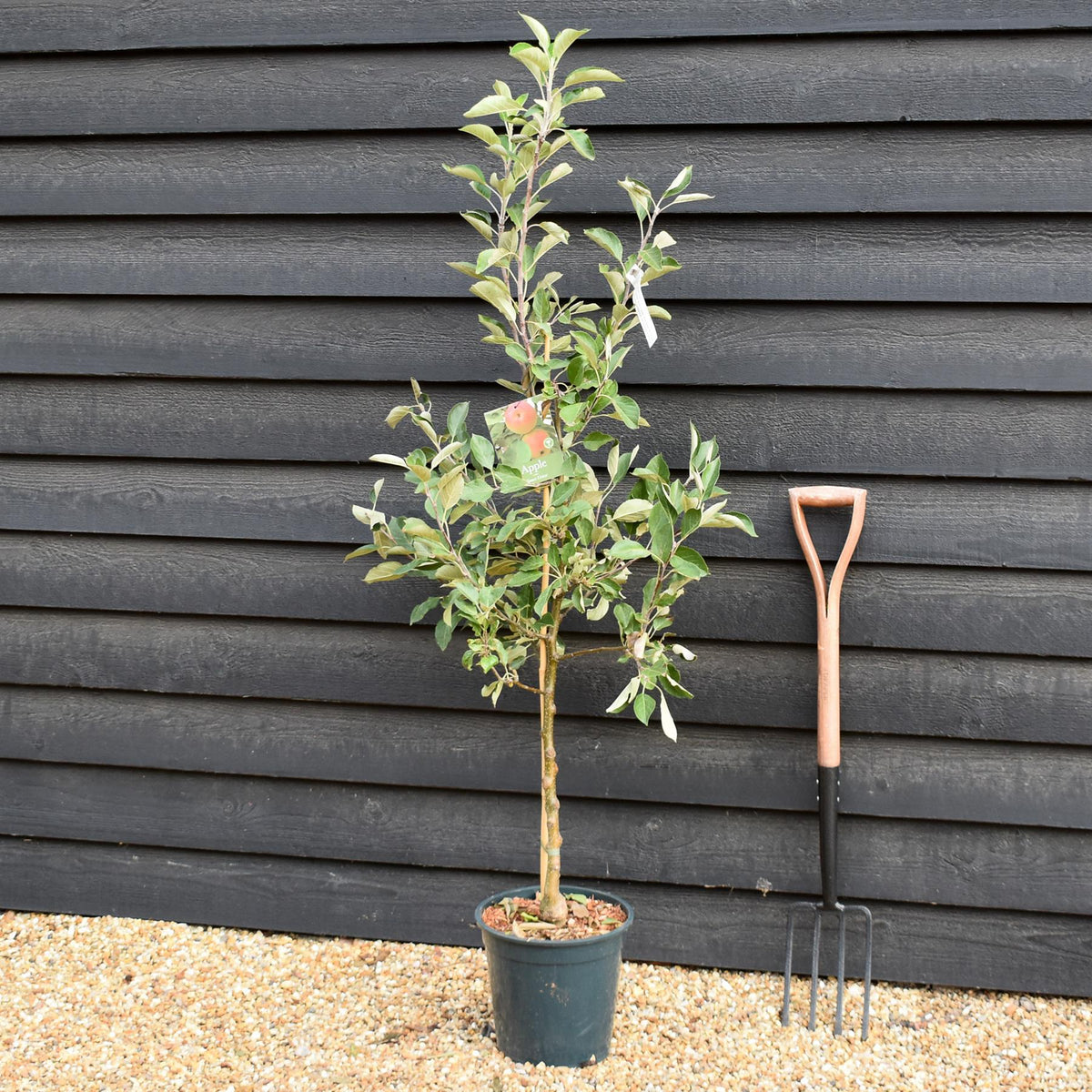 Apple tree 'James Grieve' | Malus domestica - M26 - Semi-Dwarfing - Height 150-160cm - 12lt
