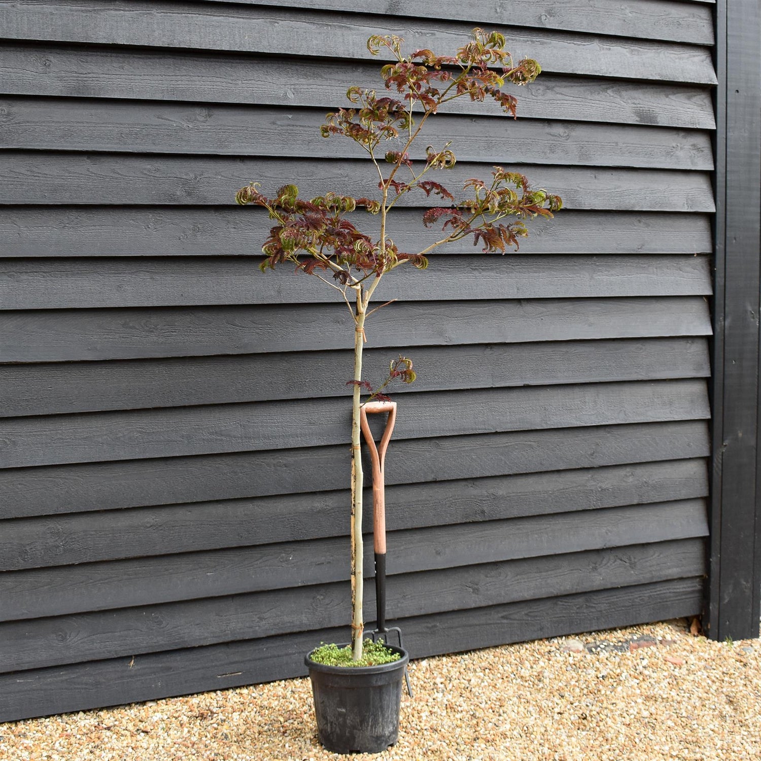 Albizia Julibrissin Summer Chocolate | Silk Tree -  Height 140-150cm - 15lt