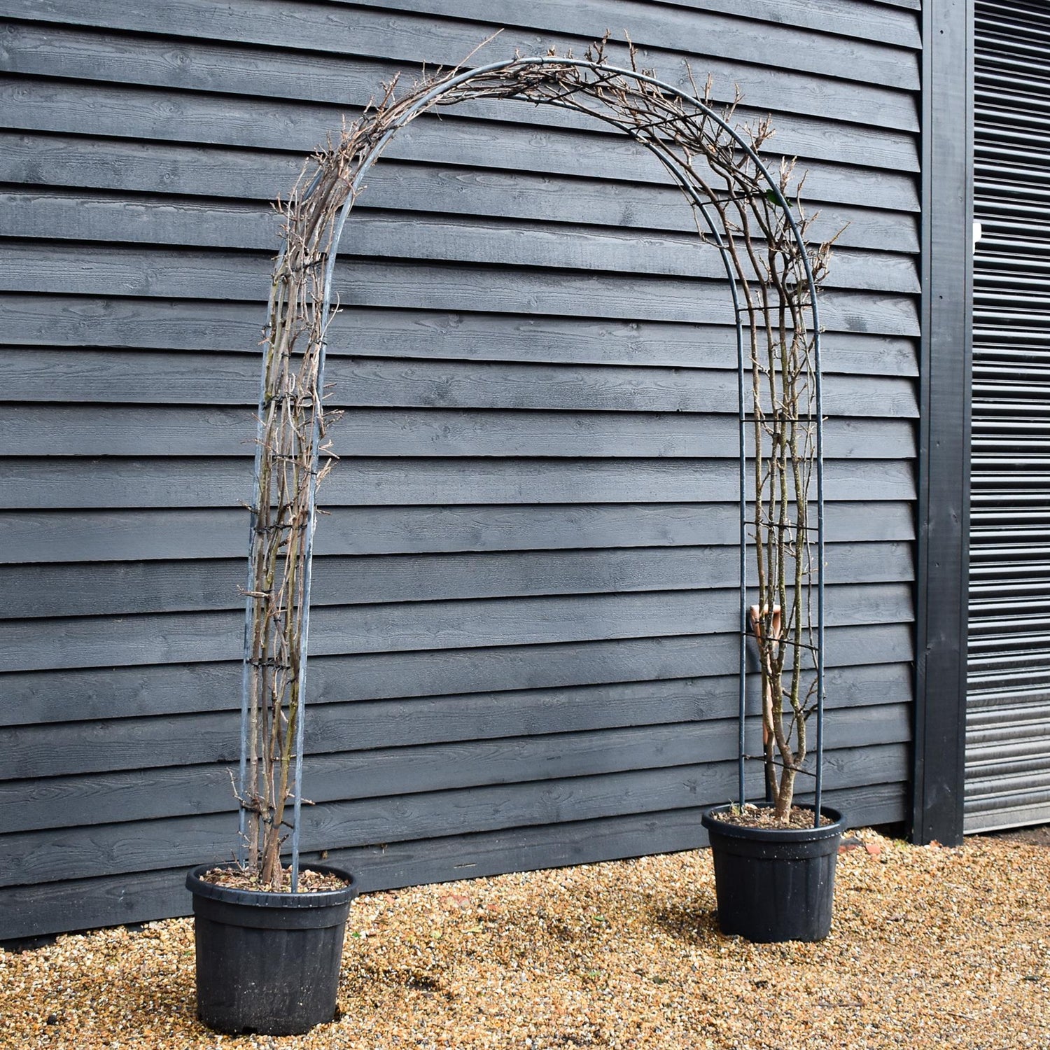 Wisteria floribunda - Ito Koku Riu - Metal Arch - Height 250cm Width 150cm - 55lt