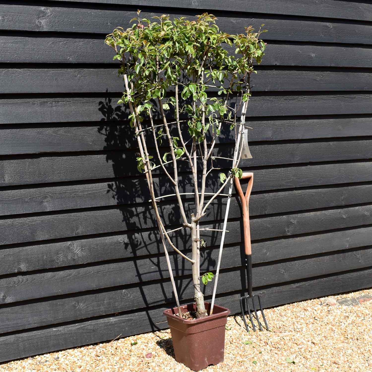 Pear tree 'William Rosso' | Pyrus communis  - Frame - Height 140-150cm - 15lt