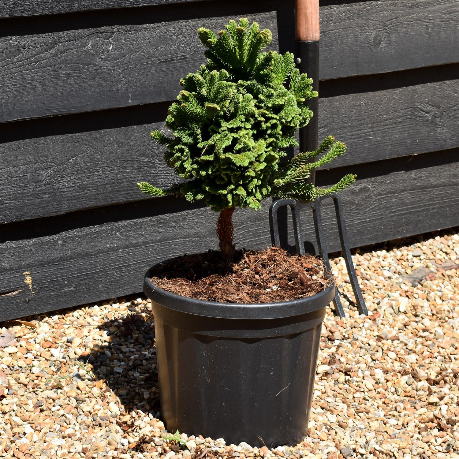 Cryptomeria japonica 'Tomahawk' | Japanese Cedar - Height 35-45cm - 5lt