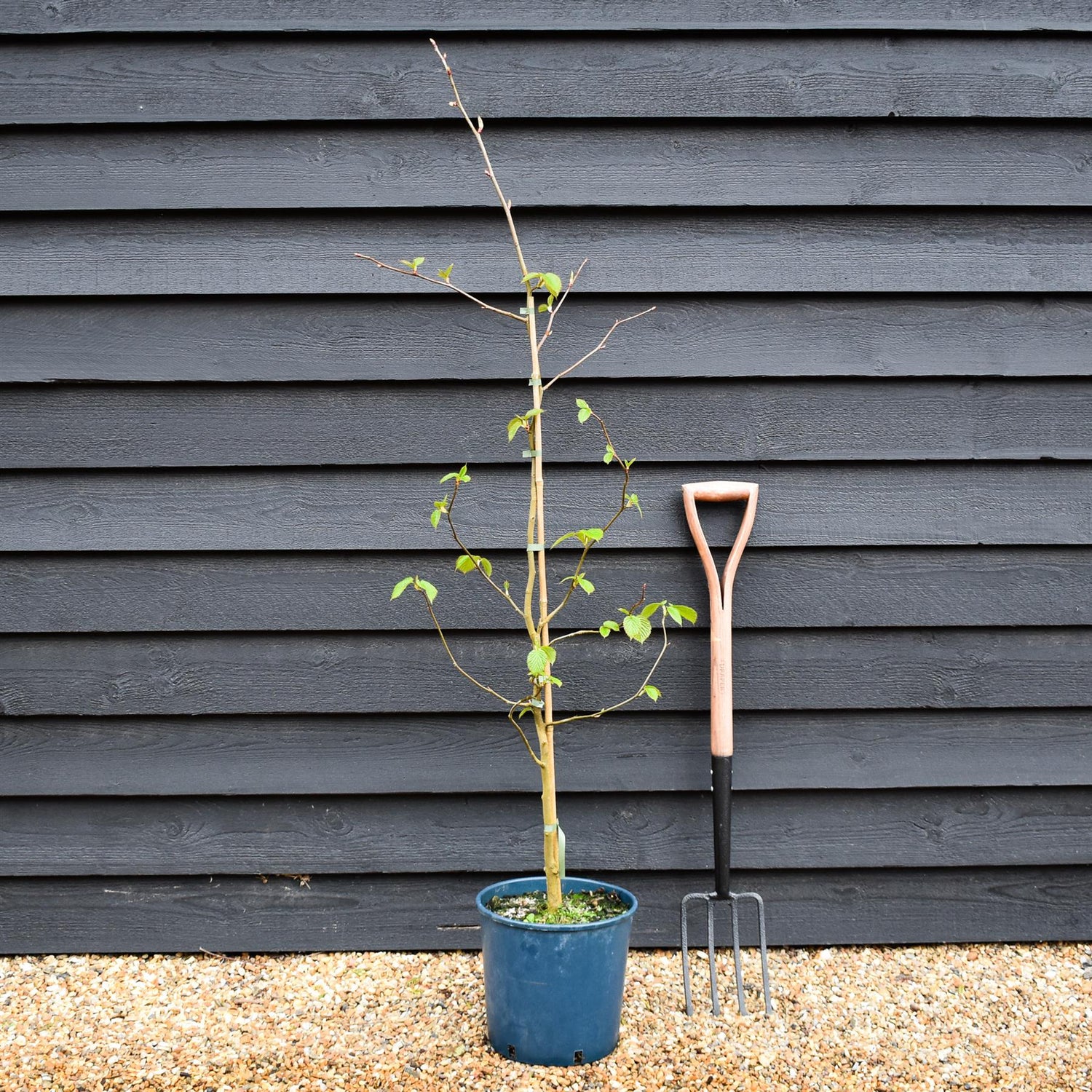 Davidia involucrata | Hankerchief Tree - Height 150-170cm - 12lt
