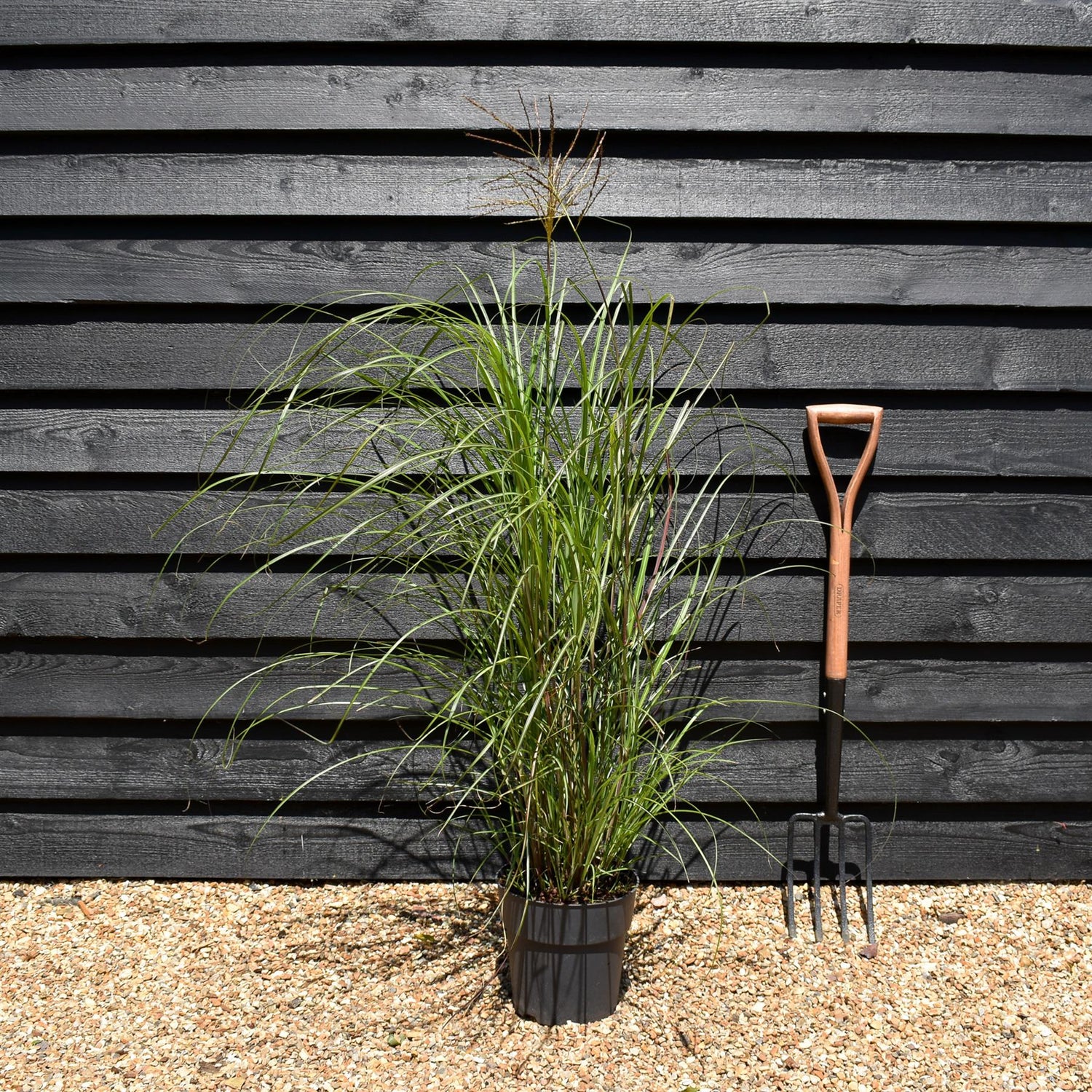 Miscanthus sinensis 'Yaku Jima' - Grass - Herbaceous Perennial - Height 80-90cm - 6.5lt