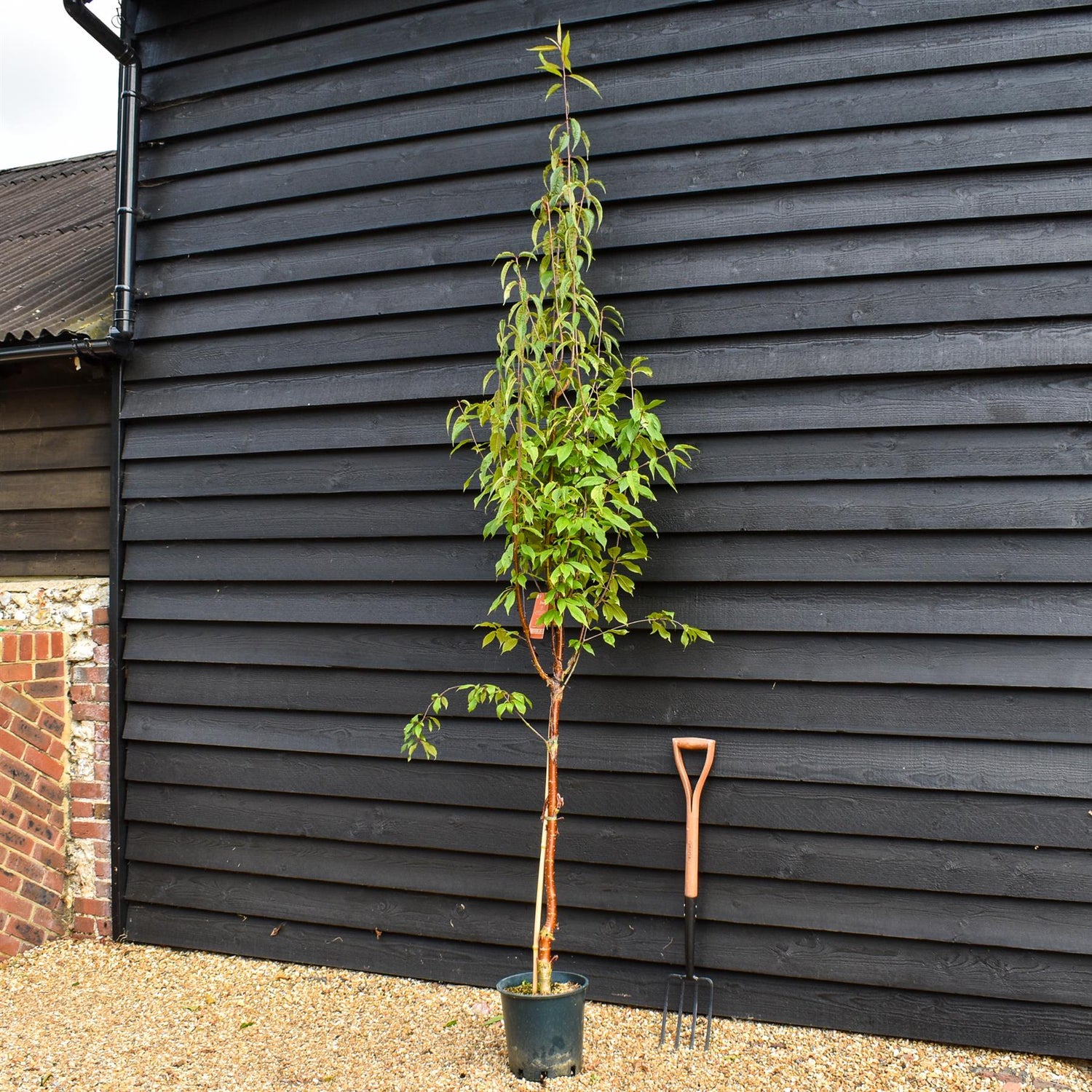 Prunus Serrula | Tibetan Cherry - Height 150-200cm, 10lt