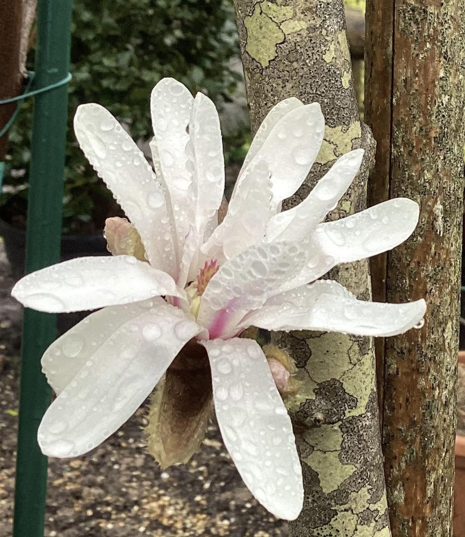 Magnolia Stellata | Star Magnolia - Bush - Height 120-140cm - 20lt