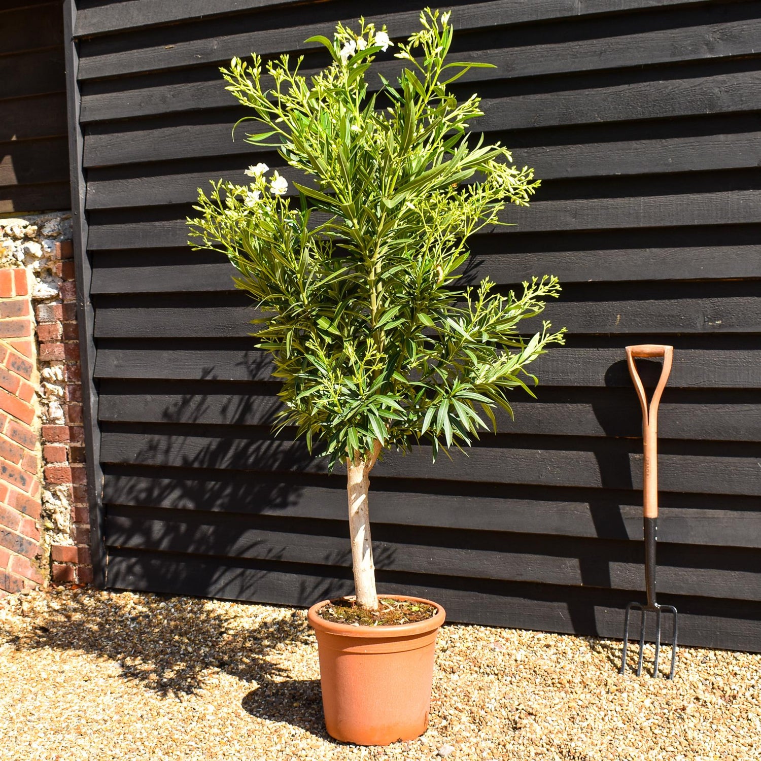 Nerium oleander - Soeur Agnes - White - Clear Stem 50-60cm - Height 130-150cm - Girth 20-22cm - 30lt