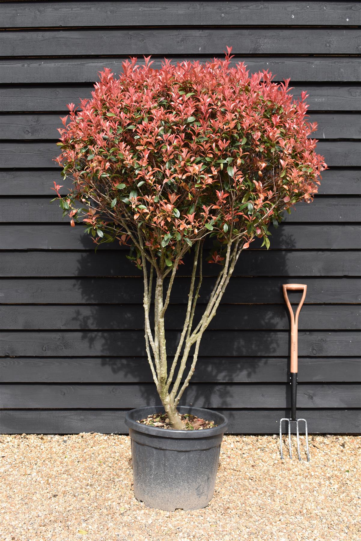 Photinia Red Robin | Christmas berry Ball - Height 80cm - Width 90cm - 70lt