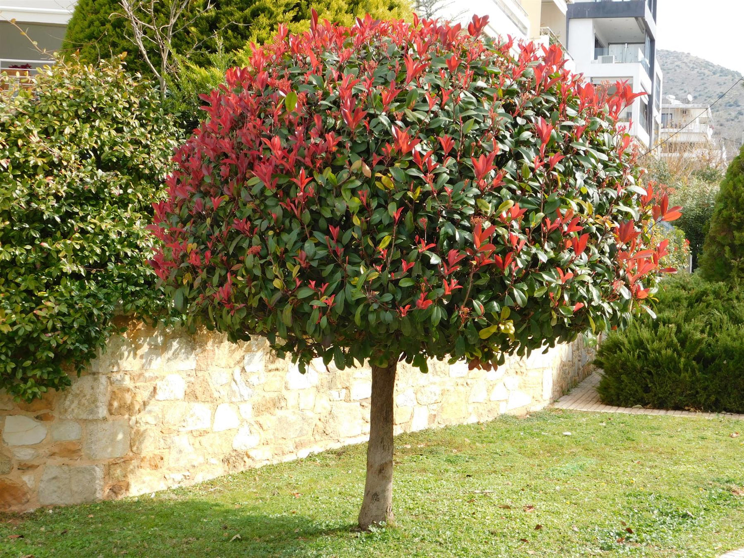 Photinia Red Robin | Christmas berry 'Red Robin' - 1/2 std Clear Stem - 200-240cm, 150lt