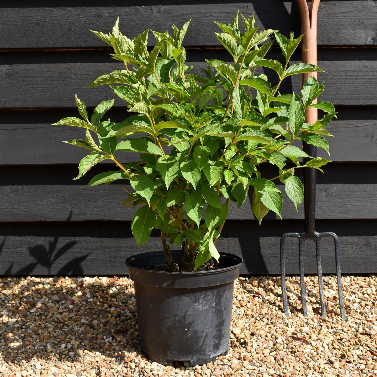 Weigela Rubidor | Rubidor Weigela - Height 25-35cm - 7.5lt