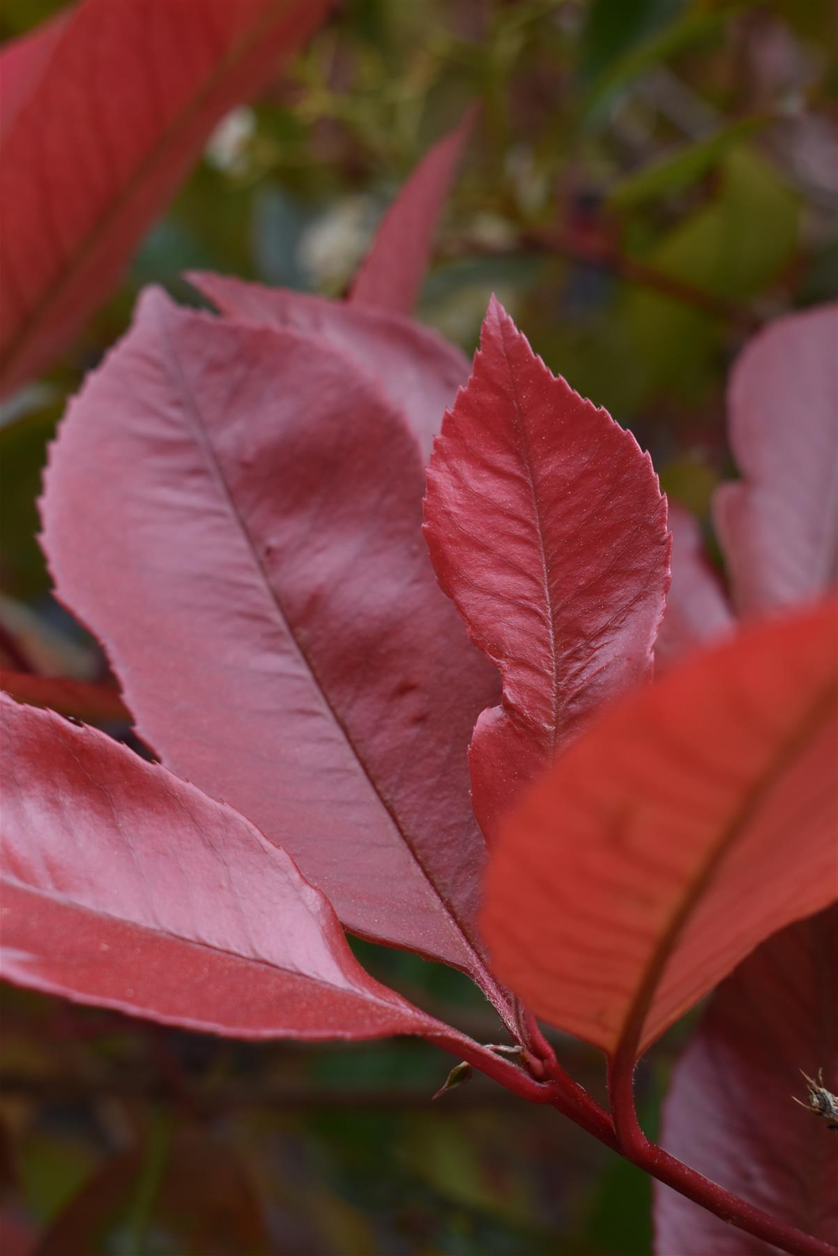 Photinia Red Robin | Christmas berry 'Red Robin' - Parachute - 250cm, 70lt