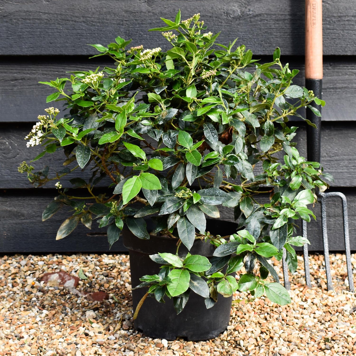 Viburnum tinus - Shrub - 40cm-50cm - 10lt