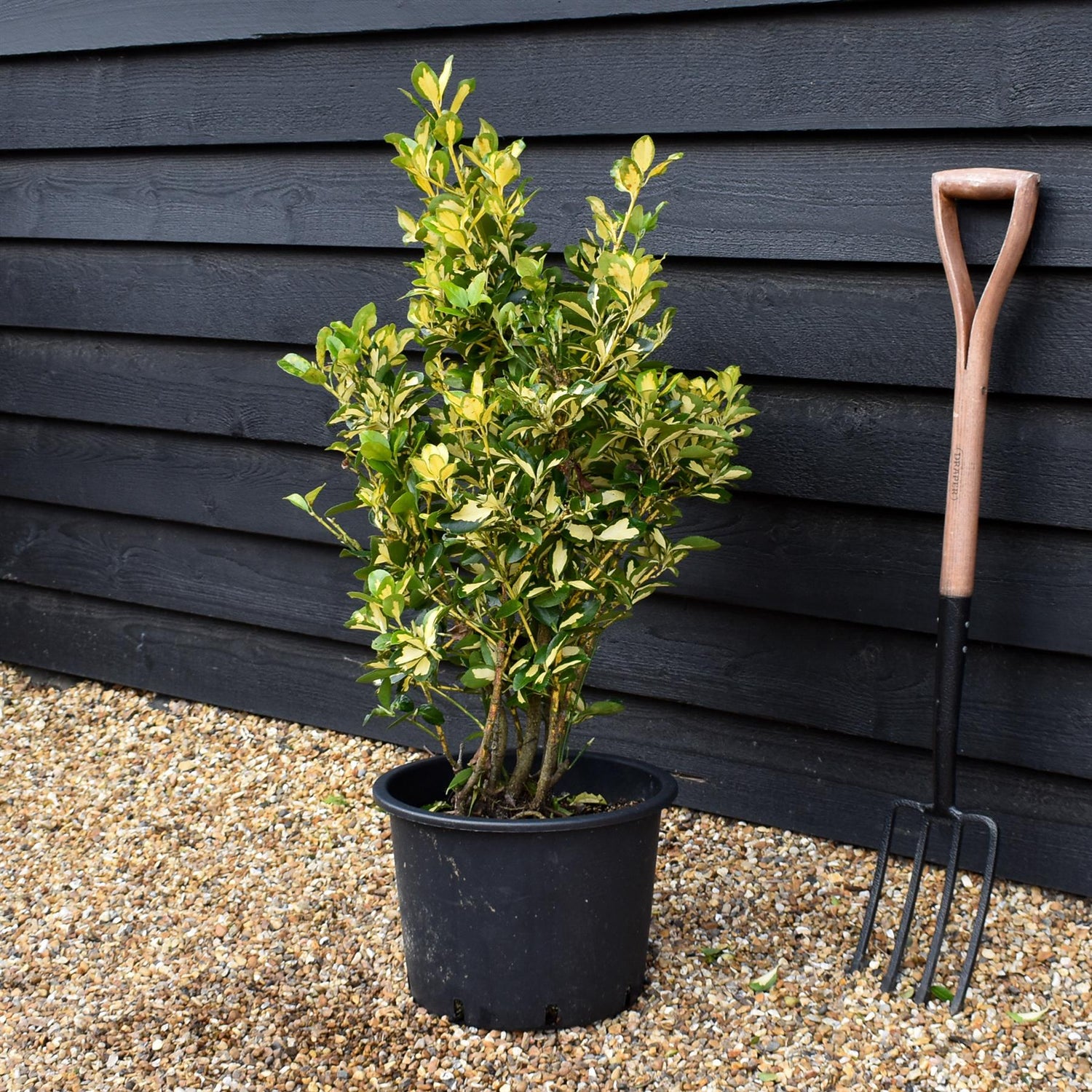 Euonymous Japonica Gold Queen - Height  60-70cm - 20lt
