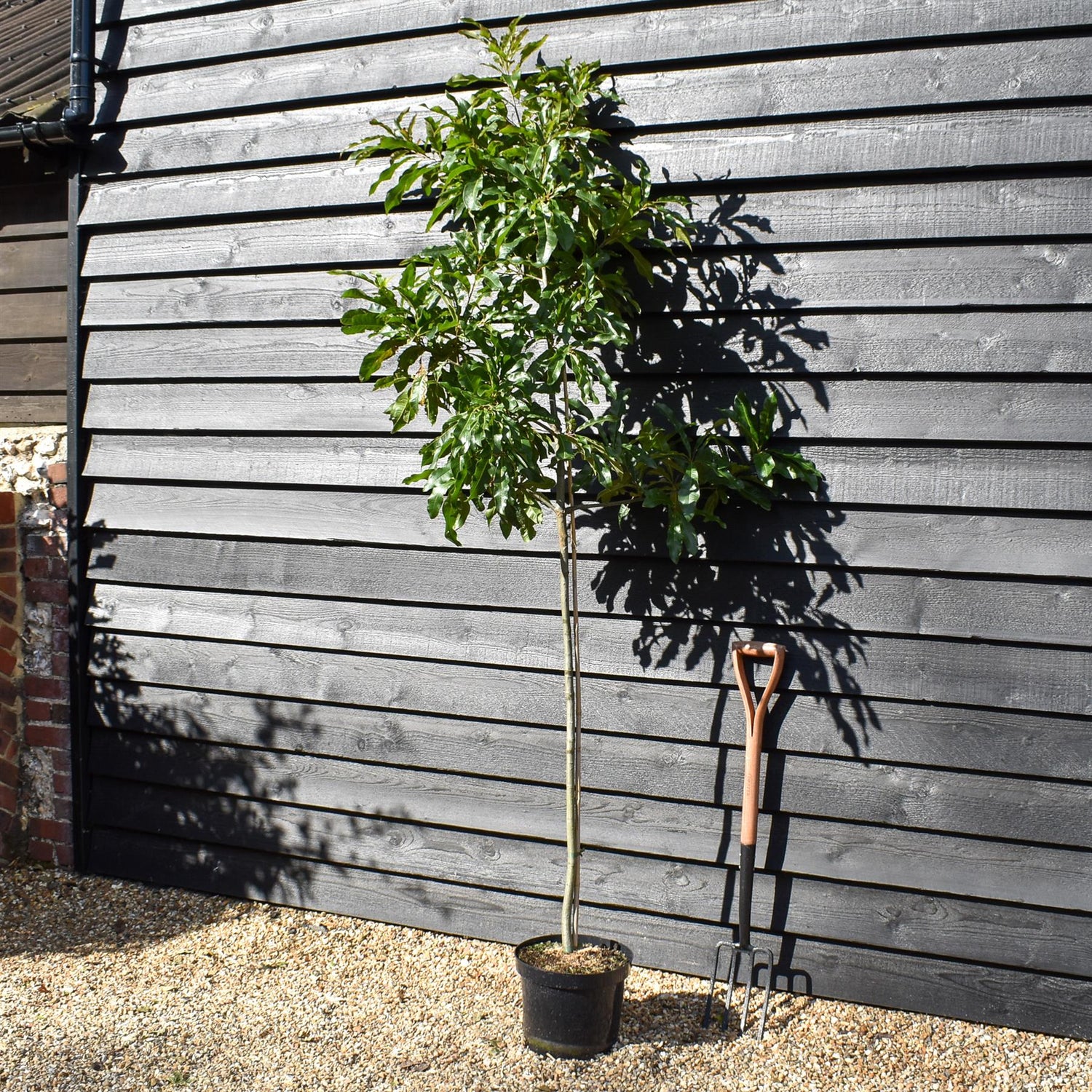 Shingle Oak | Quercus imbricaria  - Height 180-200cm - Girth 6-8cm - Pot Grown - 10lt