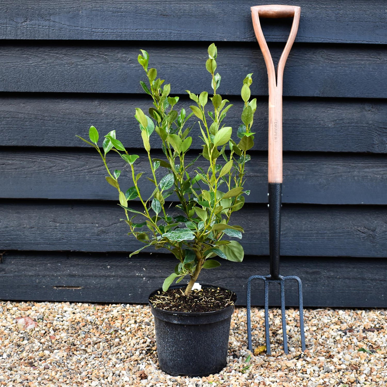 Griselinia littoralis - Shrub -  60-90cm - 5lt