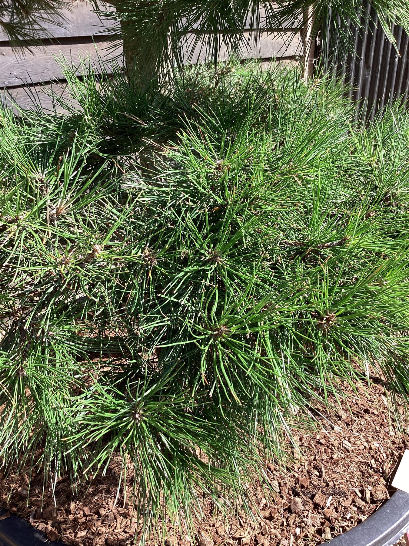 Pinus nigra nigra | European Black Pine - Bonsai Cloud - Height - 150-175cm - 285lt
