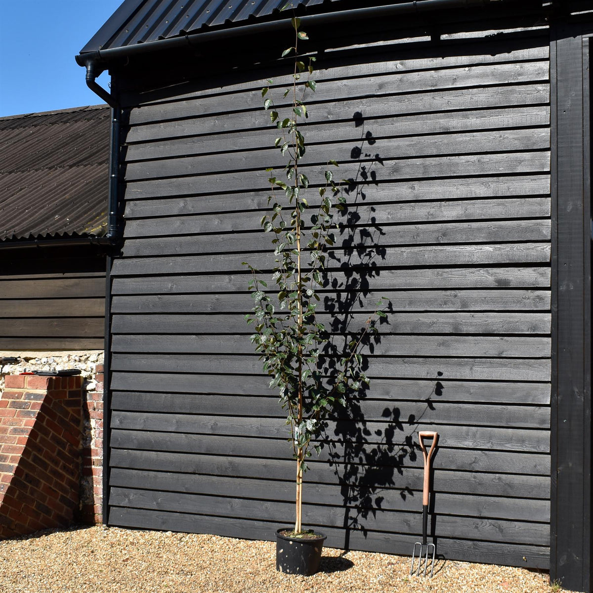 Betula jacquemontii | Himalayan Birch -  Height 280-300cm - 20lt