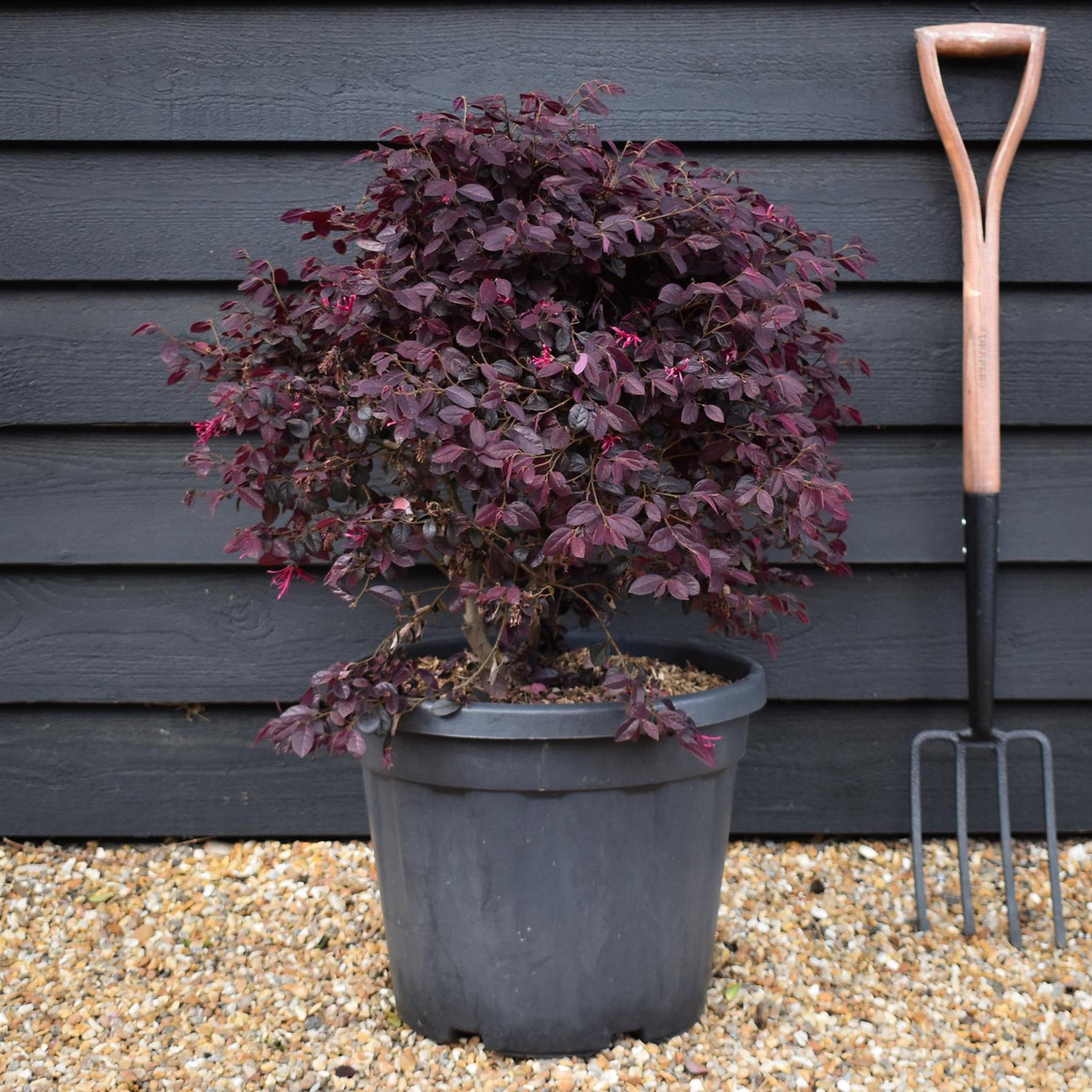Loropetalum chinense Black Pearl  | Chinese Fringe Flower - Ball - Height 50-60cm Width 50cm - 30lt