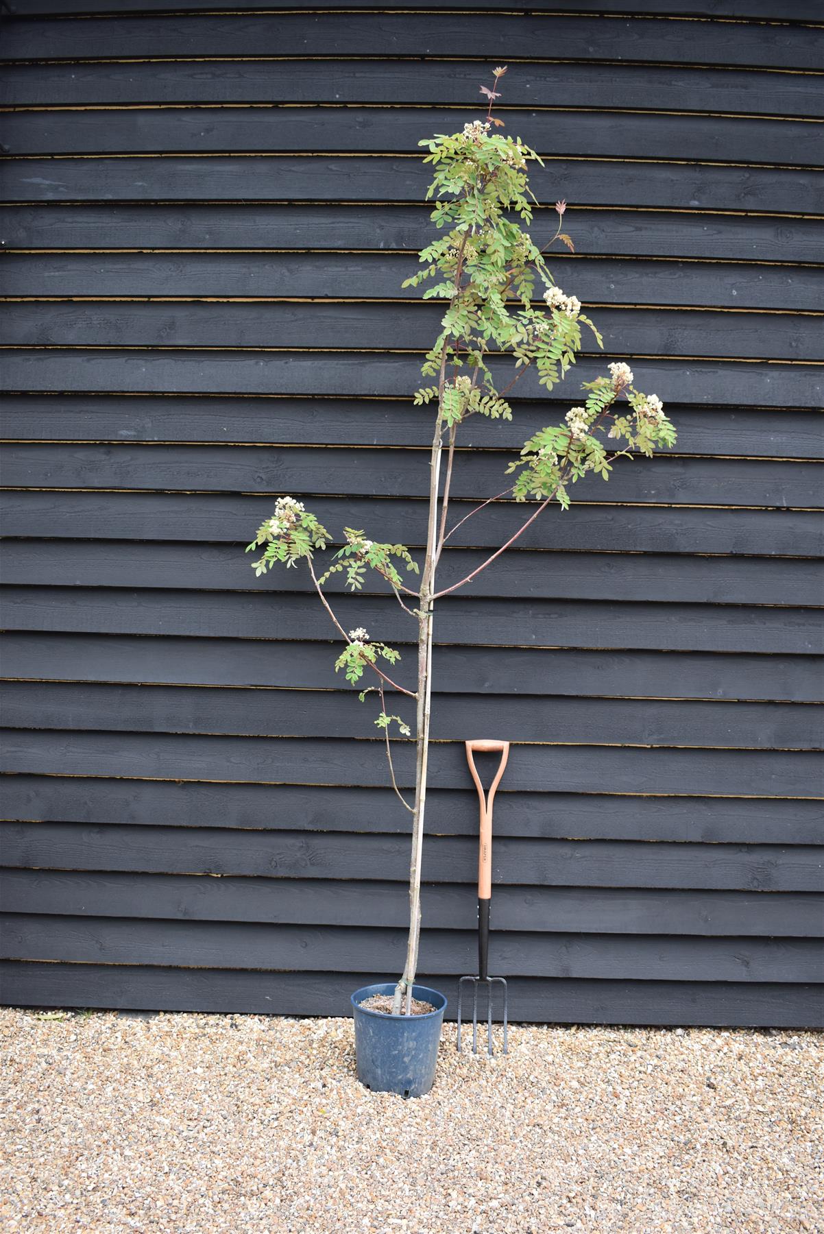Sorbus pseudohupehensis 'Pink Pagoda' | Hupeh Rowan ‘Pink Pagoda’ - Height 190-210cm, 12lt