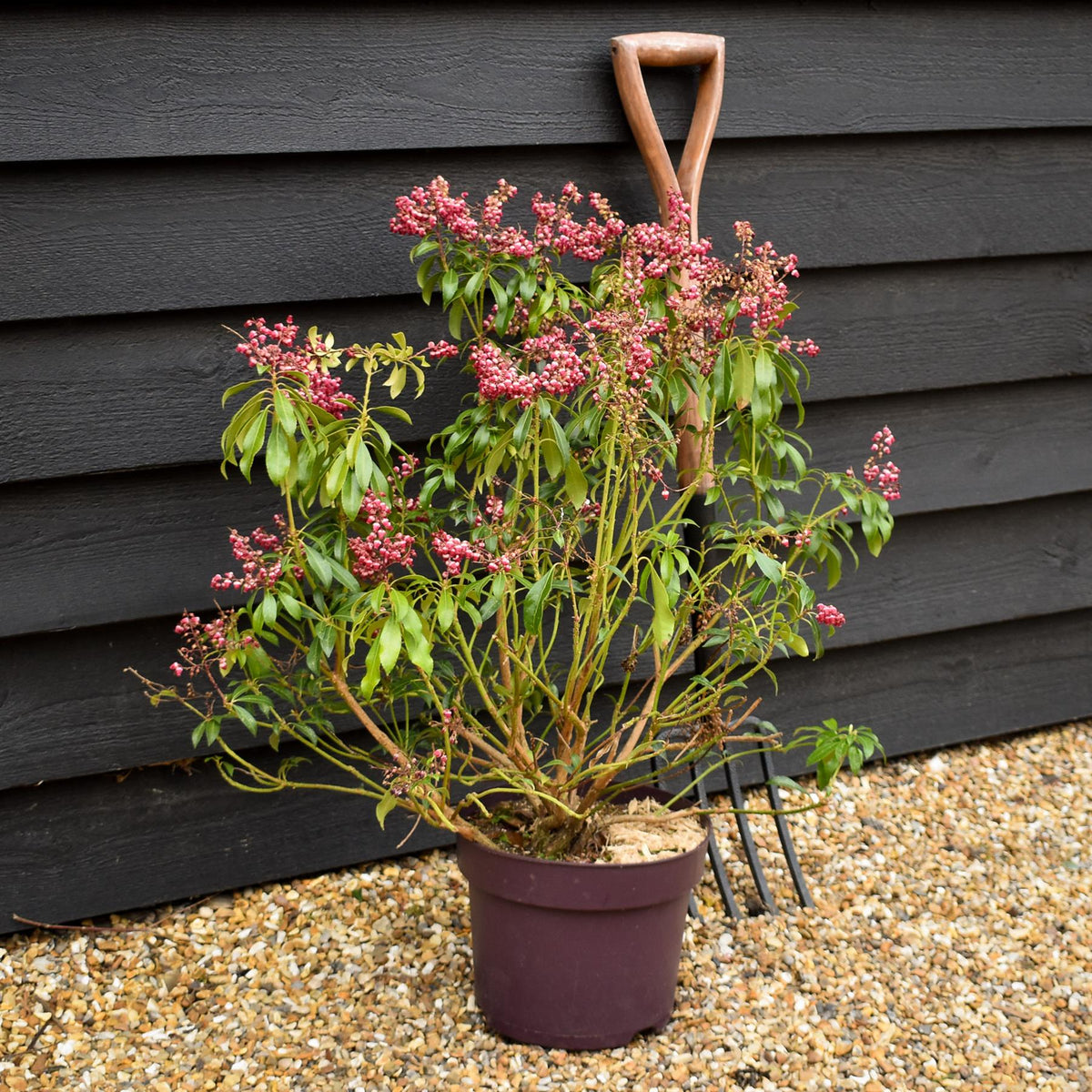 Pieris japonica 'Passion'- Shrub - Height 30-40cm - Width 40cm - 7lt