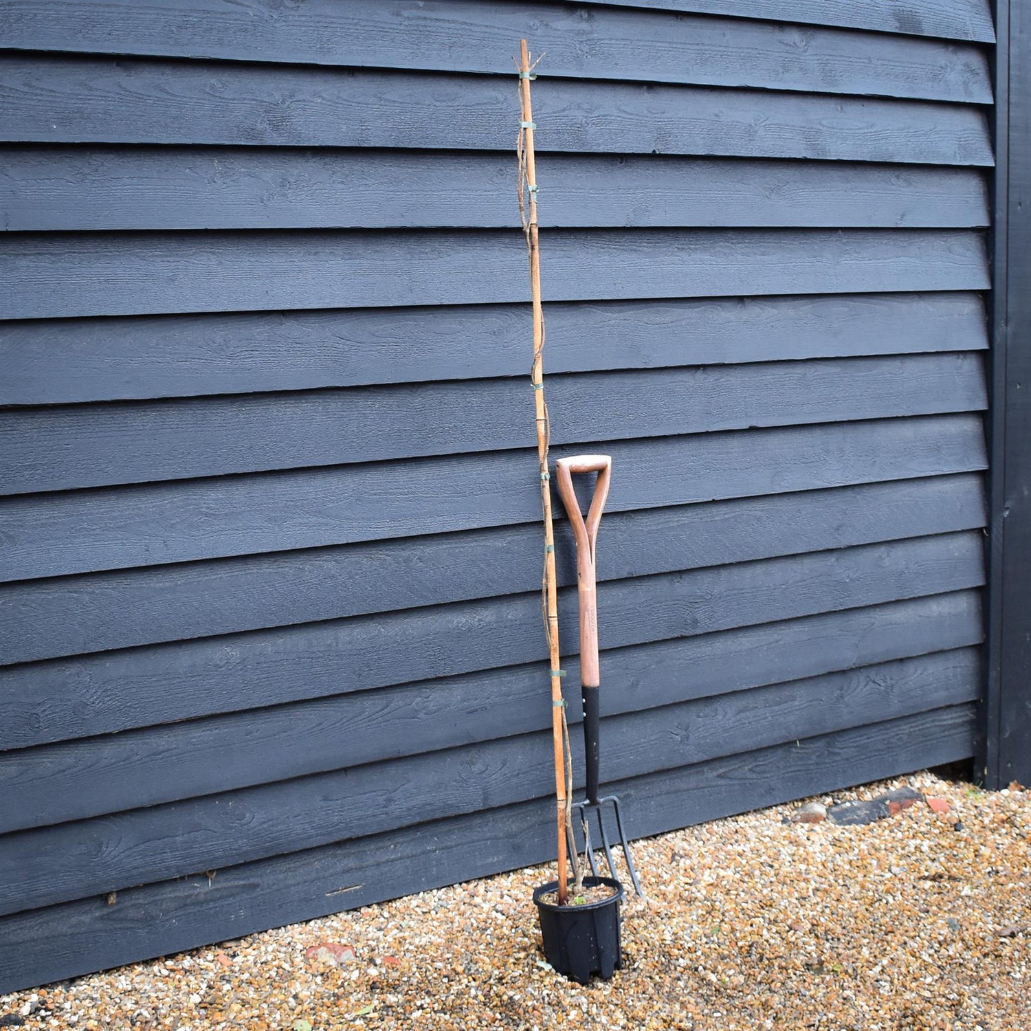 Wisteria x valderi 'Eranthema - Cane - Height 150-200cm - 3lt