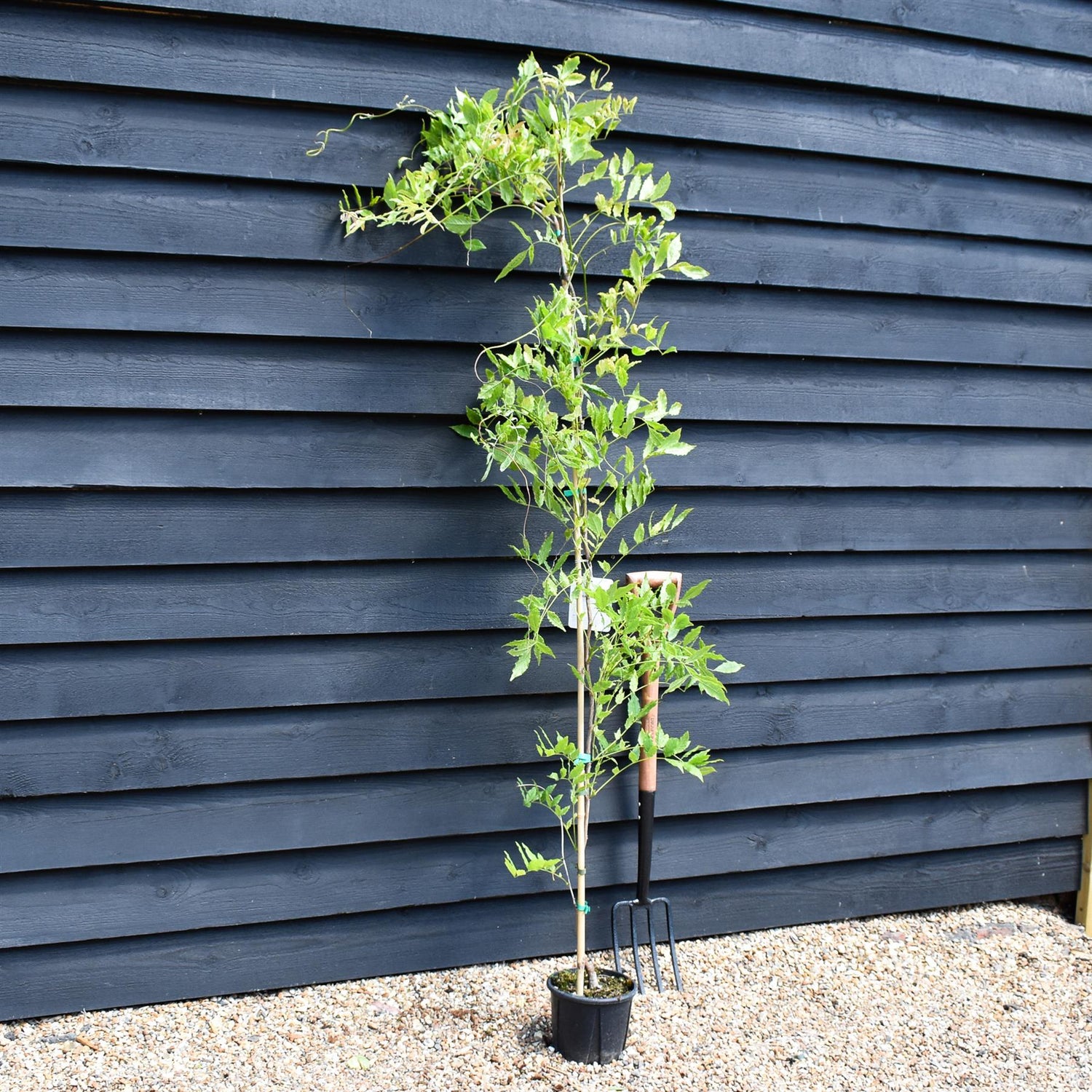 Wisteria brachybotrys 'Golden King'  | Chinese Wisteria Lilca - Blue- Cane - Height 150-170cm - 3lt