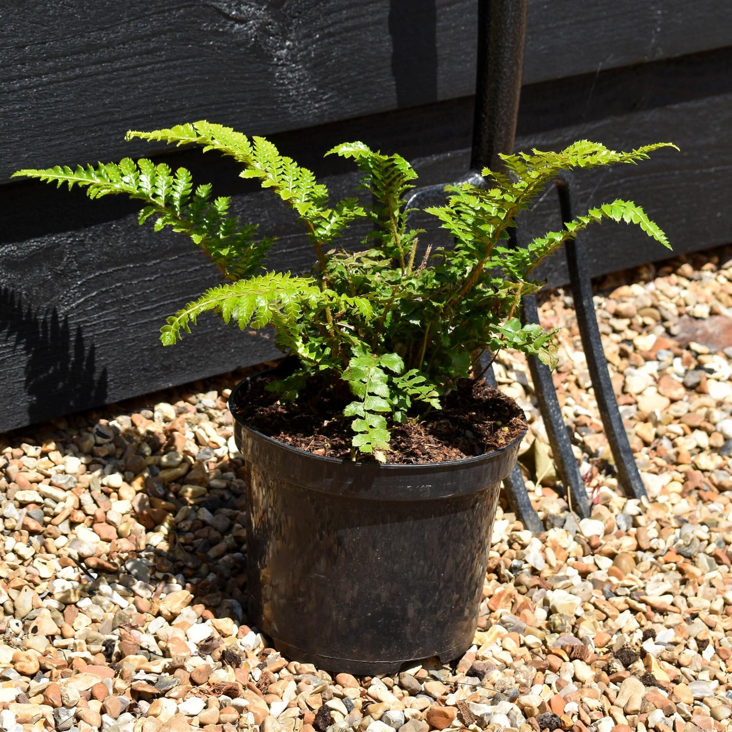 Polystichum polyblepharum | Japanese Lace Fern - 20-30cm 3lt
