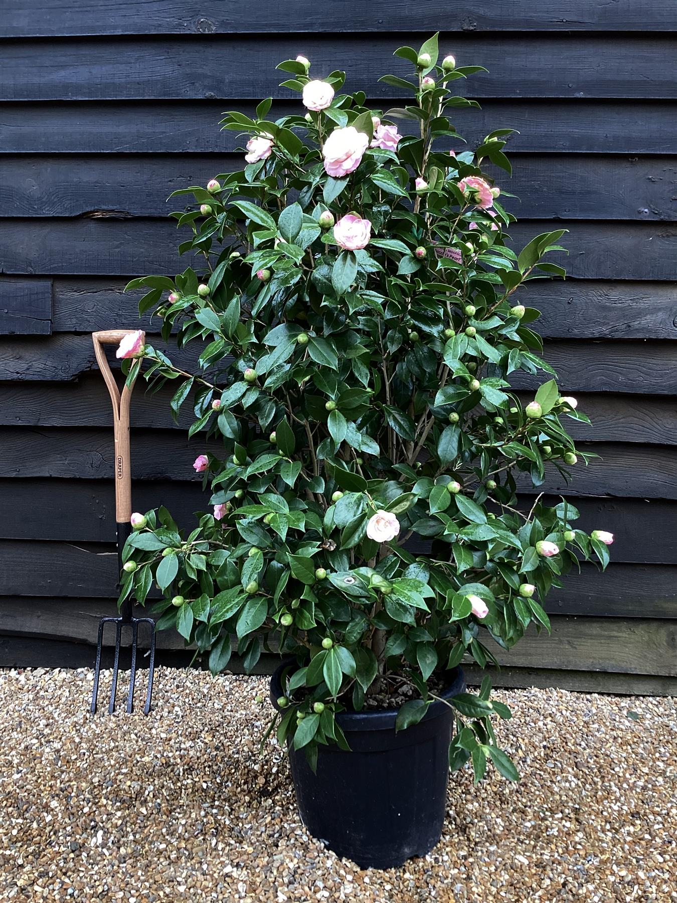 Camellia japonica - Nuccio's Pearl - Bush - Shrub - White-Pink - Bush ...