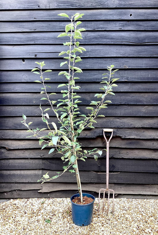 Apple tree 'Kidd's Orange Red' | Malus domestica - 150-160cm - 10lt