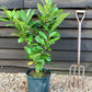 Cherry Laurel 'Rotundifolia' | Prunus laurocerasus Rotundifolia - Pot Grown - 150-180cm -  10lt