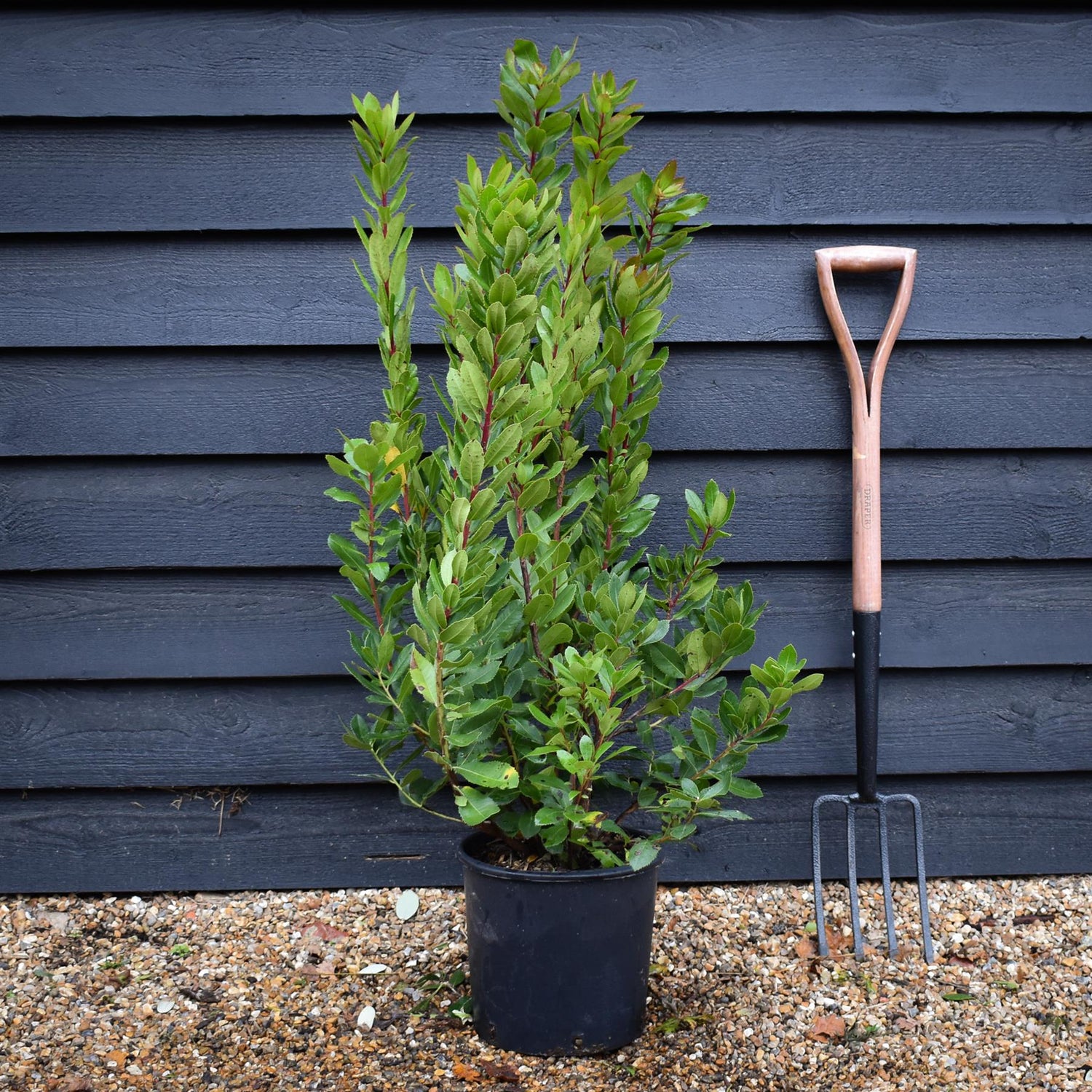 Arbutus unedo | Strawberry Tree - Shrub- Height 90-110cm - 10lt