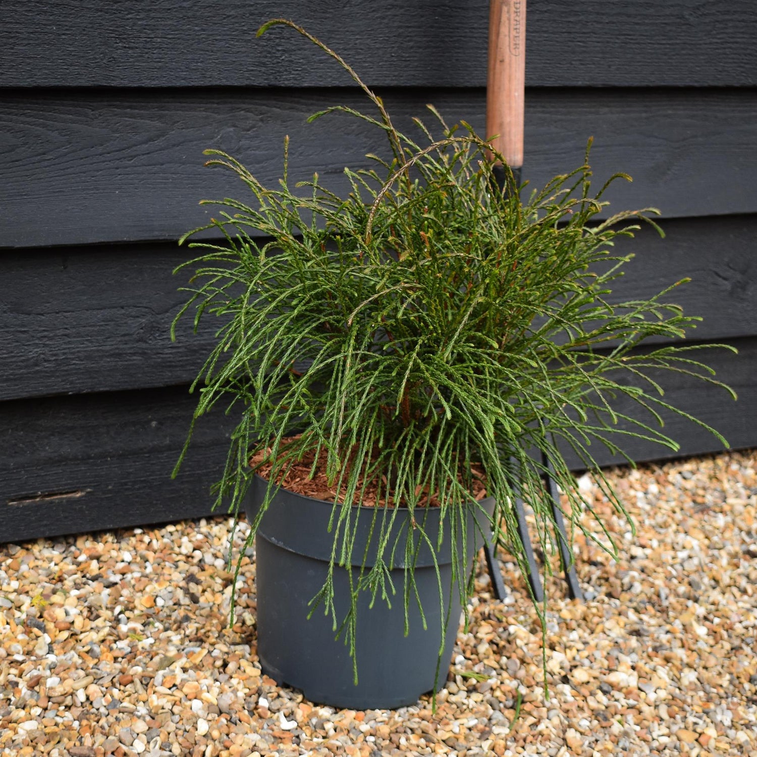 Thuja plicata 'Whipcord' | Western Red Cedar 'Whipcord' - Height 30-40cm - 7.5lt