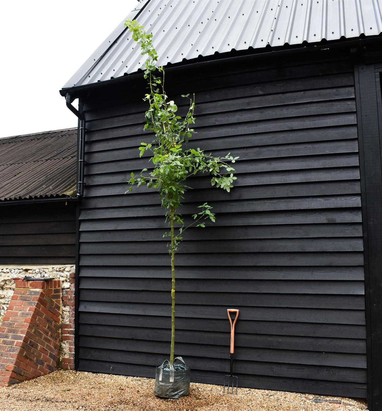 Laburnum x watereri 'Vossii' | Golden Chain Tree - Clear Stem - Girth 8-10cm - Height 380-400cm - 45lt
