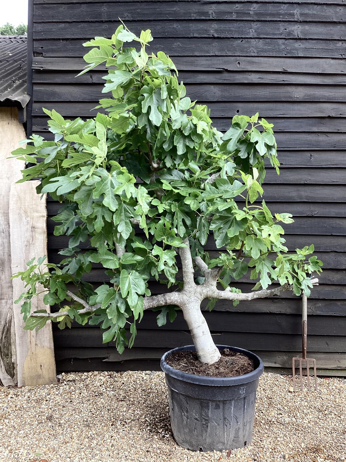 Fig - Ficus carica 'Napolitana' - Mature Espalier - 160-180cm -  70lt