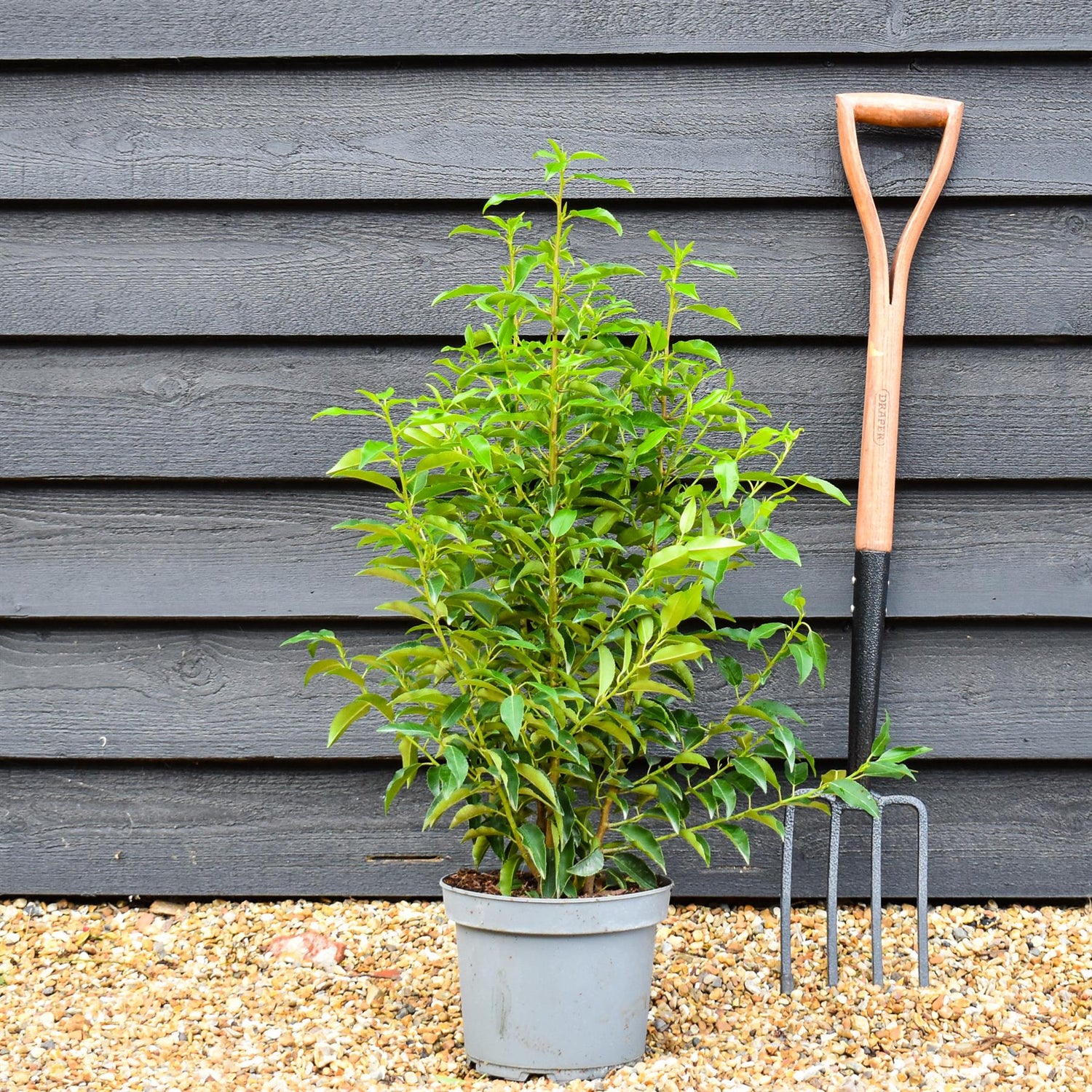 Portuguese Laurel Myrtifolia | Prunus lusitanica 'Angustifolia' - Pot Grown - Well Rooted - Height 50-80cm - 5lt