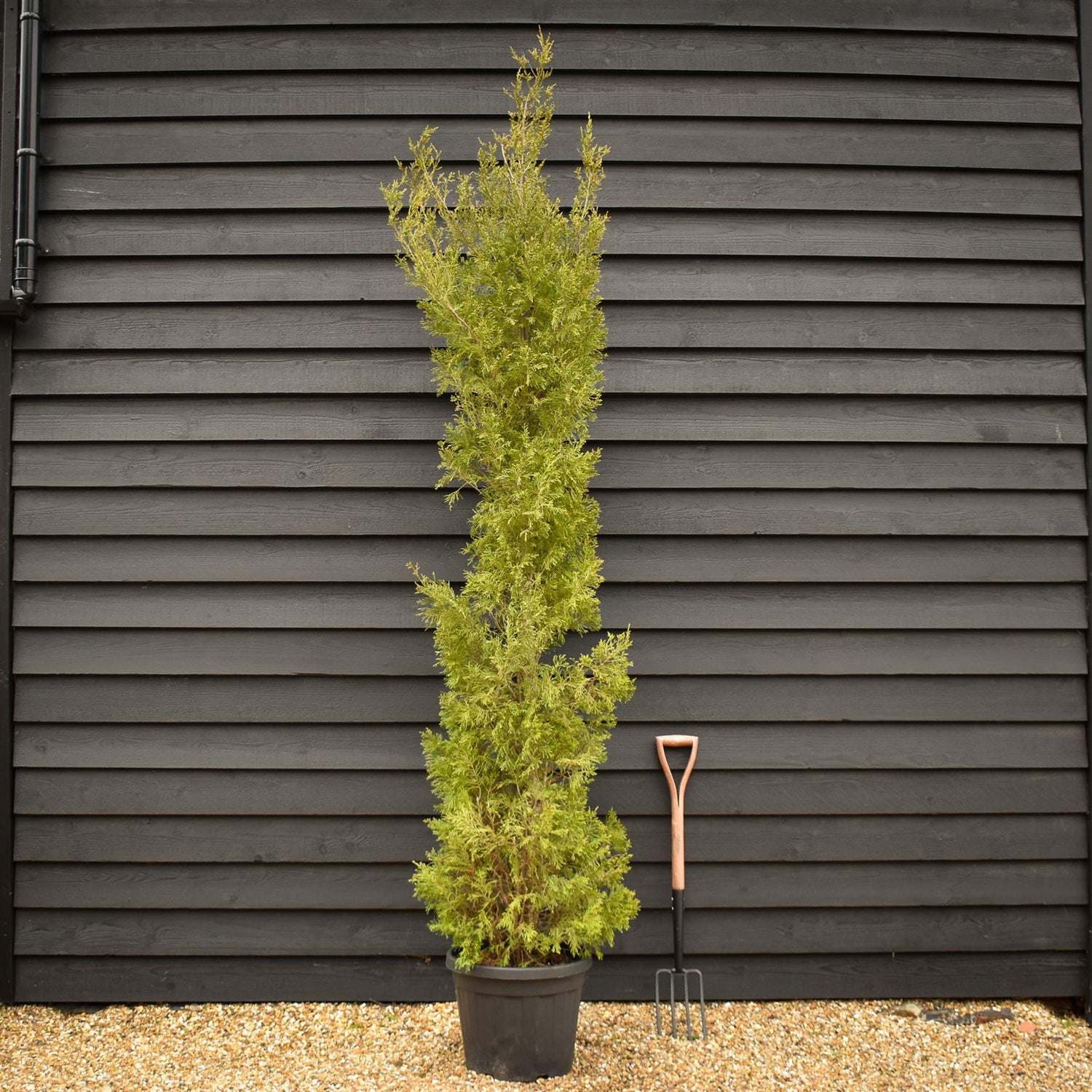 Cupressocyparis Leylandii Pyramidalis -  Height 280-300cm - 30lt